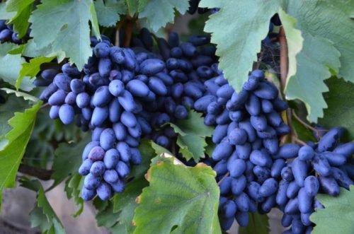 Виноград сувенір: опис сорту