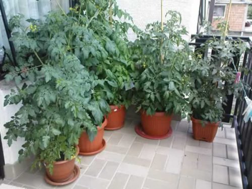 Помідори на балконі вирощування покроково: підбір сорту, переасдка розсади