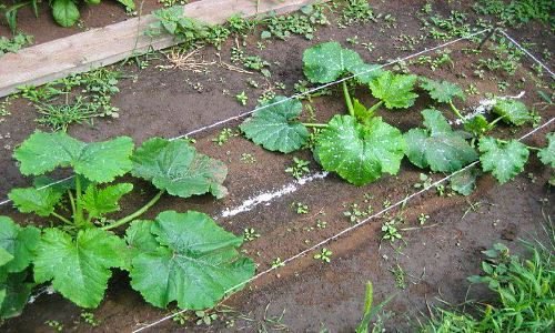 Кущові кабачки сорту: опис і особливості вирощування