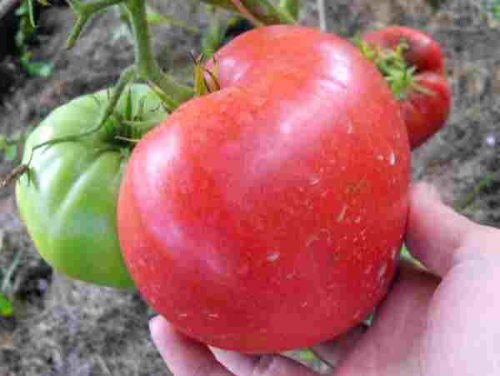 Томат волове серце: характеристика та опис сорту помідорів