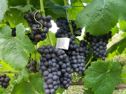 Сорт винограду київський фіолетовий: опис