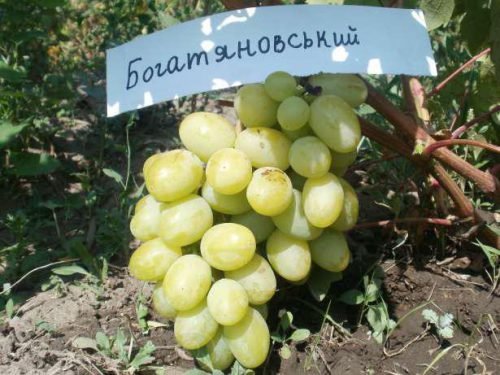 Виноград богатяновский: опис сорту