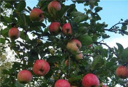 Осінні сорти яблук: назви яблунь, опис, фото