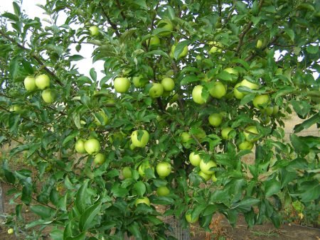 Яблуня голден делішес: опис фото