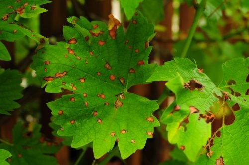 Хвороба листя винограду лікування хвороб різного типу