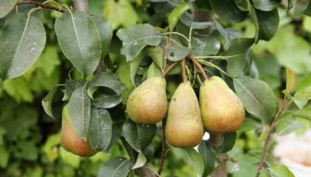 Можна прищепити грушу на яблуню: як зробити, поради