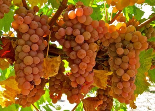 Як визначити сорт винограду: ознаки за зовнішнім виглядом, фото