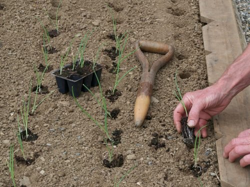 Коли садити цибулю севок в сибіру: терміни та догляд навесні