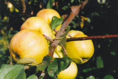 Яблуня Чудне: опис сорту, фото, особливості вирощування
