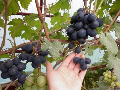 Сорти винограду консул: опис