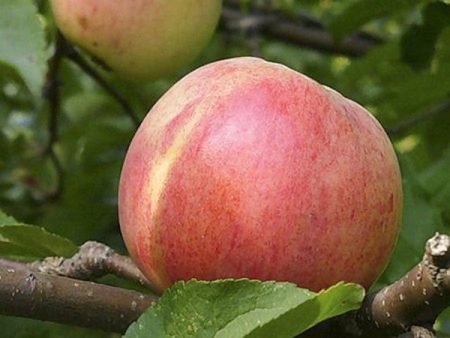 Яблуня Болотовское: опис сорту, особливості вирощування, фото