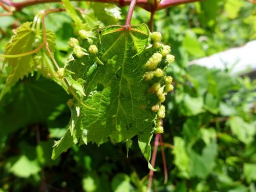 Лікування філоксери на винограді: методи боротьби, фото
