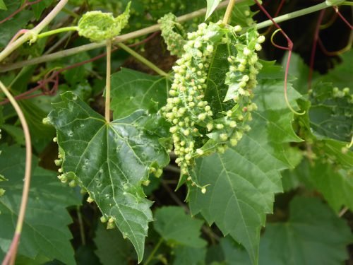 Виноград і попелиця: причини зараження, як боротися