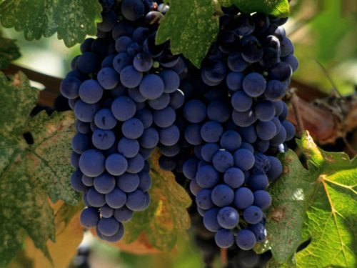 Виноград синій сорти: заголовок, опис особливостей