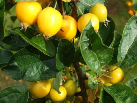 Яблуня Китайка золота рання: опис, фото, переваги сорту