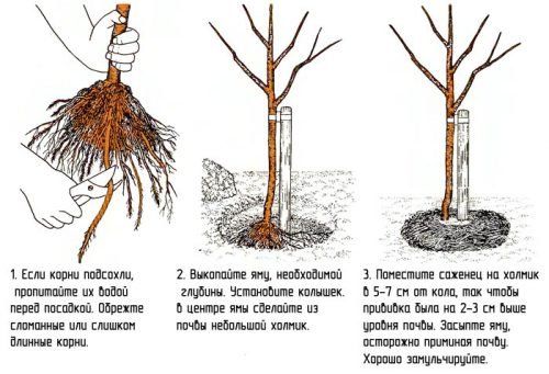 Груша Казкова: опис сорту, особливості вирощування