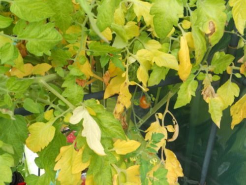 Чому листя жовтіє листя у томатів: причини та способи лікування