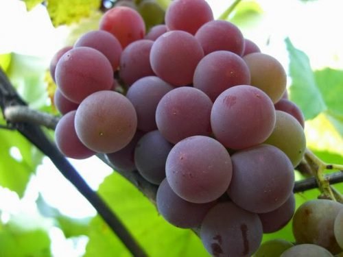Вирощування винограду в середній смузі Росії для початківців