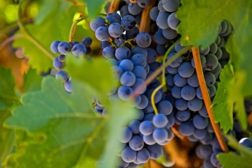Батьківщина виноград: опис сорту
