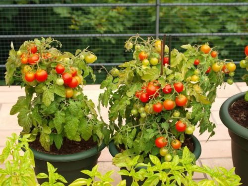 Балконне диво помідори: як вирощувати томат