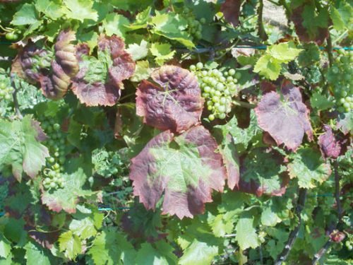 Добриво калійно фосфорне для винограду: опис, значення