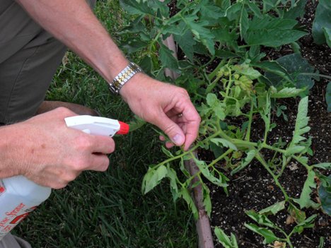 Білокрилка на томатах: обробка розсади, методи боротьби з шкідником