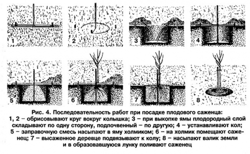 Груша Чижовская: опис сорту, фото, особливості вирощування