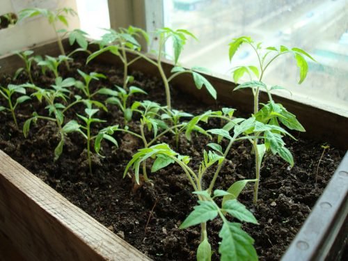 Як садити помідори: догляд за розсадою томатів