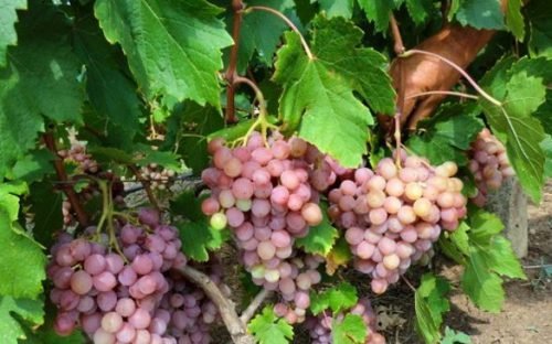 Вирощування винограду кишмиш: посадка і догляд