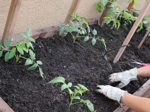 Вирощування томатів: як правильно вирощувати помідори, догляд за рослинами