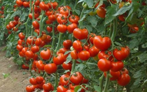 Якого числа висаджувати помідори в теплицю і відкритий грунт