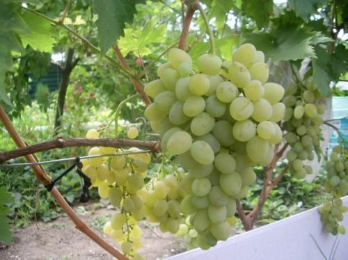 Таємниця ченця виноград: опис сорту