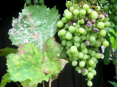 Плями на листках винограду: що це