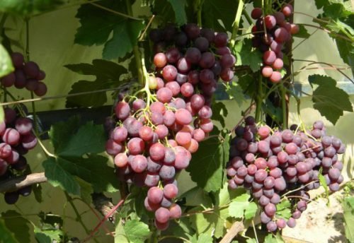 Новітні сорти винограду від павловського: нові гібридні форми, фото