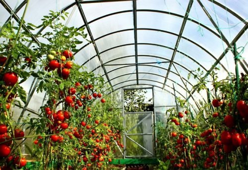 Фітофтора на помідорах: як боротися, ефективні препарати