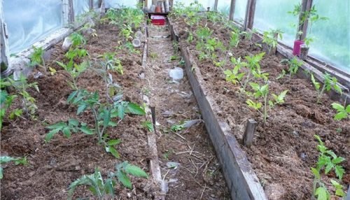 Якого числа висаджувати помідори в теплицю і відкритий грунт