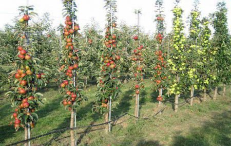 Обрізка колоновидна яблунь восени за правилами