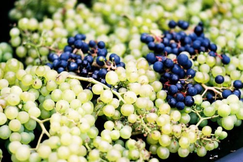 Як зберегти живці винограду зими до весни
