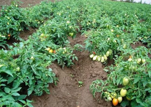 Формування томатів по мірі росту куща в теплицях та відкритому грунті