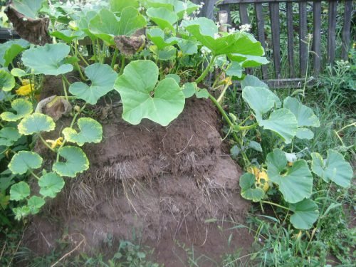 Кабачки на розсаду коли садити: прийоми обробки насіння, методи посадки