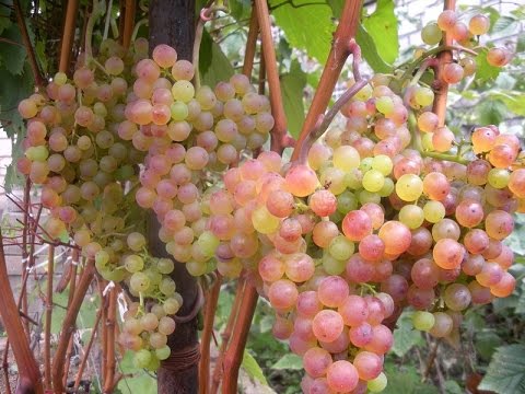 Виноград для початківців: сорти, вирощування