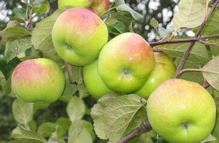 Яблуня Имрус: опис сорту, особенноти дерева і плодів, догляд