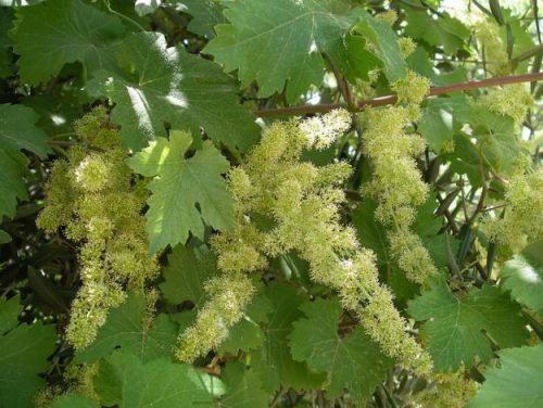 Скільки пагонів залишати на винограді: кількість суцвіть і грон