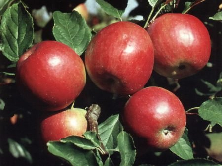 Кращі ранні сорти яблук з фото і описом, смакові якості