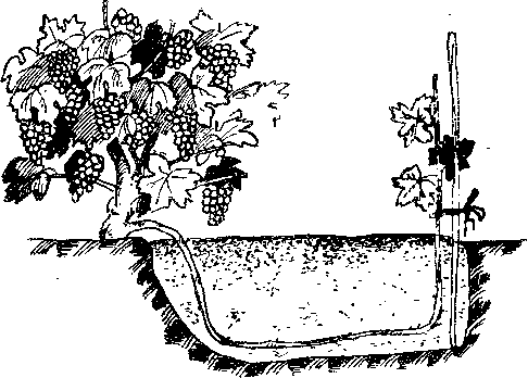 Отводка винограду восени, влітку, навесні, метод катавлак