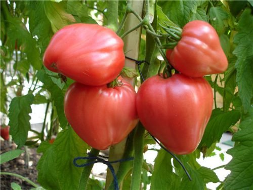 Томат волове серце: характеристика та опис сорту помідорів