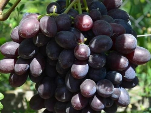 Виноград каталонія: опис сорту