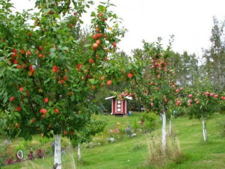На якій відстані садити яблуні один від одного: поради