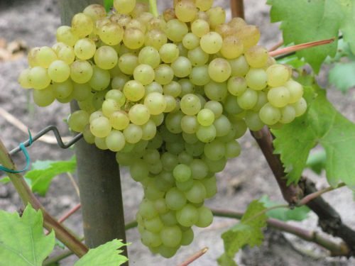 Виноград кишмиш: кращі сорти, опис