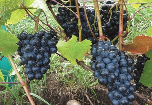 Виноград Добриня: опис сорту